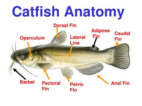 Catfish Anatomy - Anatomy Book