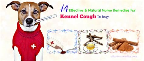 Top 14 Natural Home Remedies For Kennel Cough In Dogs Revealed