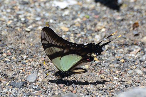 2014 Peru Butterfly Tour - Papilionidae