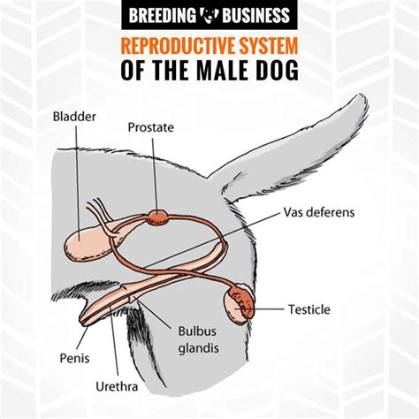 Male Reproductive System Organs Diagram - Female Organs Diagram | Bodheewasuep