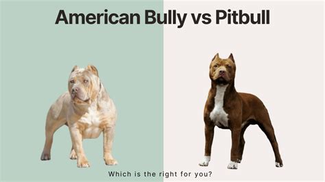 American Bully vs. Pitbull: Breed Comparison - American Bully Lover