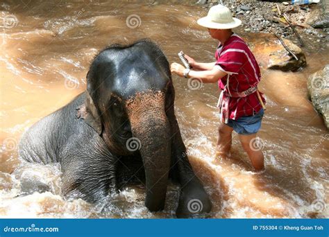 Elephant bathing stock photo. Image of bathing, bathe, clean - 755304