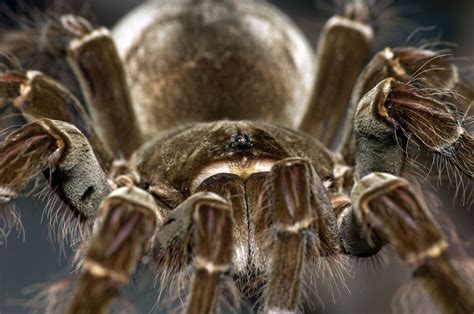 Goliath Birdeater (Theraphosa blondi) Care Sheet | Keeping Exotic Pets