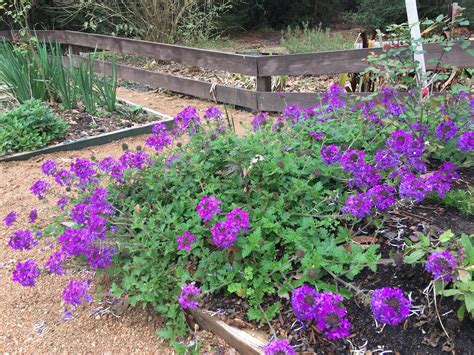 Lisa Bonassin's Garden: Homestead Purple Verbena March 2, 2019