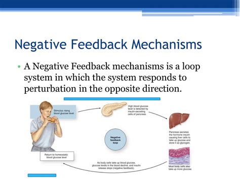 Negative feedback examples of mechanism for students - analysisbery