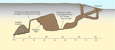 Skeptic » Reading Room » Big News on Homo naledi: More Fossils and a Surprising Young Age