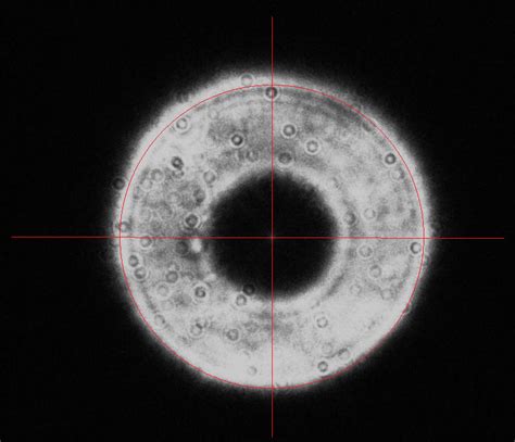 Collimating - Celestron Computerized Telescopes - Cloudy Nights