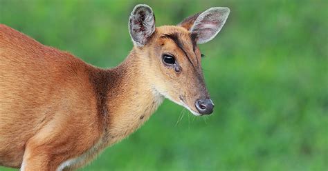 How and where to spot Muntjac Deer in Harrow, London.