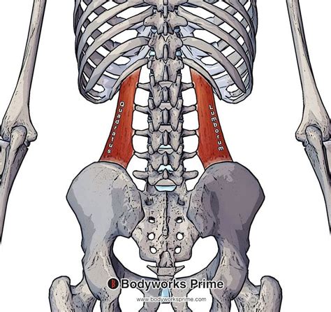 Quadratus Lumborum Muscle Anatomy - Bodyworks Prime