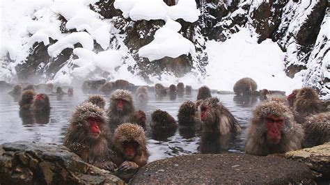 Yamanouchi Travel: Jigokudani Monkey Park (Snow Monkeys) | Monkey park ...