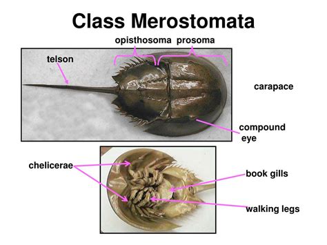 PPT - homology PowerPoint Presentation, free download - ID:816100