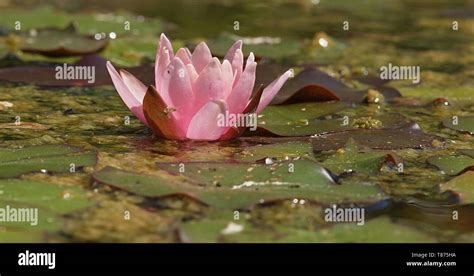 Pink water lily in a pond Stock Photo - Alamy