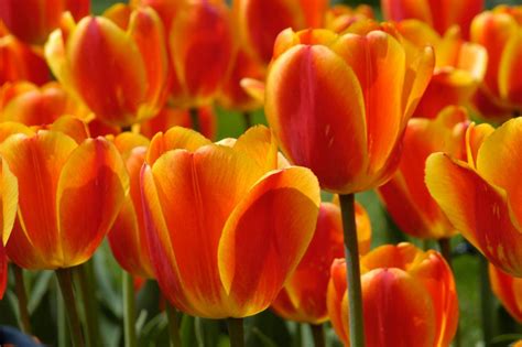 Best Red-Yellow Tulip Bulbs | Wholesale Pricing | Colorblends®