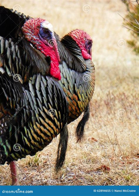 2 Male Gobbler Turkeys with Beard Stock Image - Image of gobbler, field ...