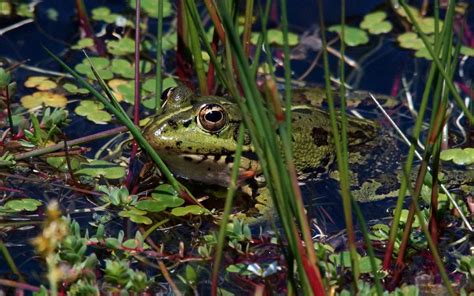 frog, amphibian, wetland, nature, wildlife, swamp | Amphibians, Wetland ...