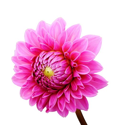 Dahlia Flower garden Transvaal daisy Daisy family - dahlia png download - 1152*1280 - Free ...