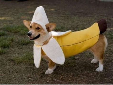 The Only Cute Corgi Halloween Costume Post (90 pics) - Izismile.com