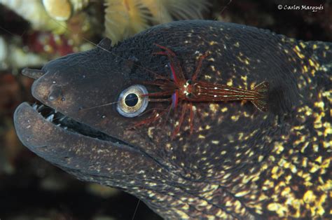 Dangerous beauties of the Adriatic sea. Muraenas. | adriaticnature