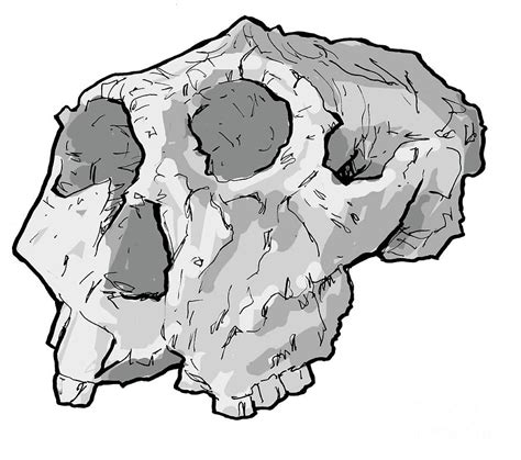 Paranthropus Robustus Skull Photograph by Tim Brown/science Photo ...