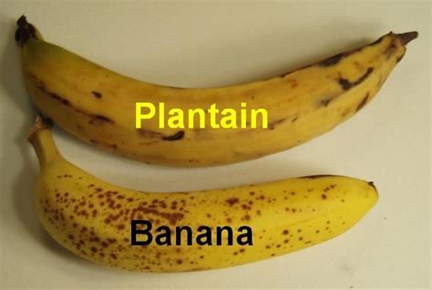 Pix For > Ripe Plantain Vs Banana | Ripe plantain, Plantains, Banana