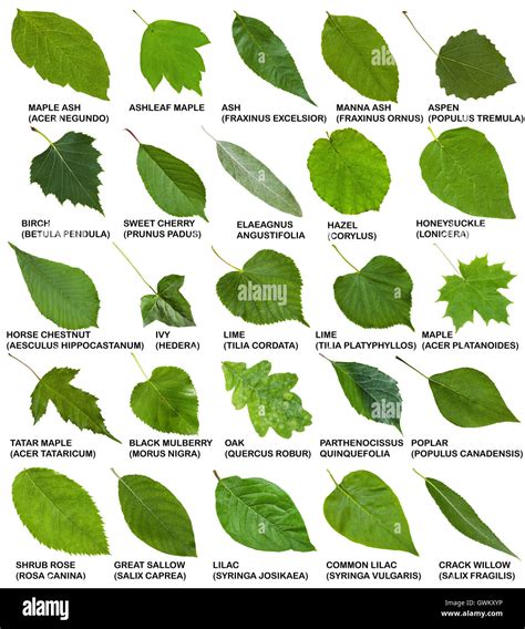 green leaves of trees and shrubs with names isolated on white background Stock Photo - Alamy