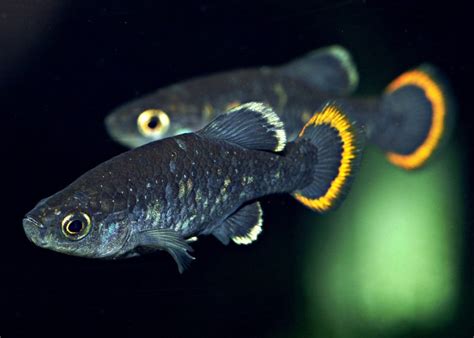 Basement Preservationists: Can Hobbyists Save Rare Fish from Extinction ...