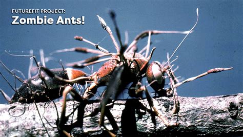 Zombie Ants! - Symbiotic Relationships - TeacherVision