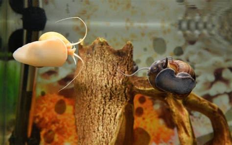 The Benefits of Keeping Snails in Your Fish Tank | Aquarium Reviews