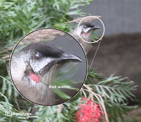 Australian Native Birds: The Wattlebirds - Owlcation