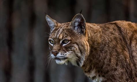 Watch This Bobcat Take Down a Deer Five Times Their Size. Incredible ...