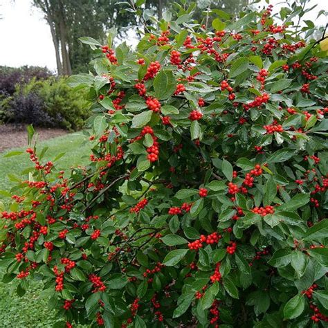 26 Beautiful Shrubs and Bushes with Red Berries