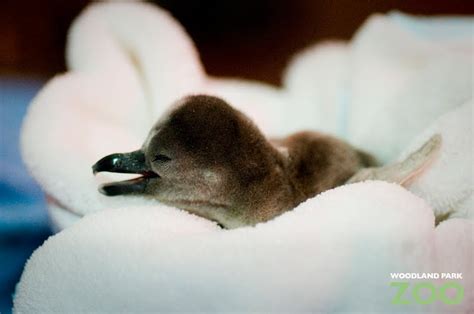 Woodland Park Zoo Blog: Penguin hatching