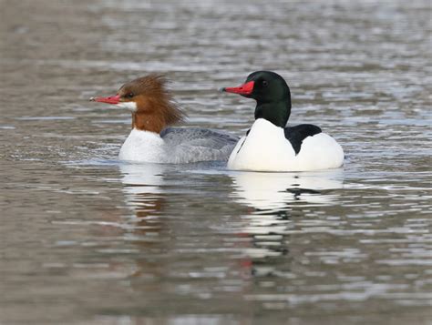 Merganser Duck Pair Swimming - Thru Our Eyes Photography | Linton Wildlife Photos