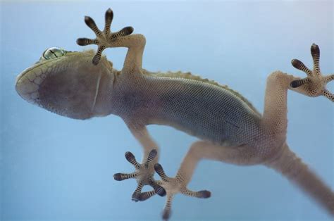 DARPA's Gecko-Inspired Gloves Let Anyone Climb Up Flat Walls | Gecko, Weird animals, Cute reptiles