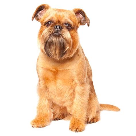 Brussels Griffon Dog Breed: Profile, Personality, Facts