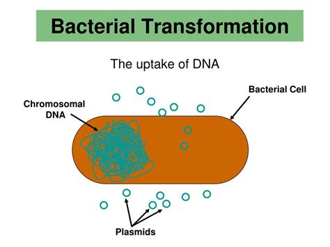 PPT - pGLO Transformation LAB AP LAB 6 PowerPoint Presentation, free download - ID:3883442