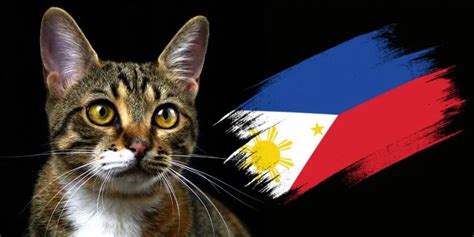 Puspin Cat ( Pusang Pinoy ) Breed Complete Information