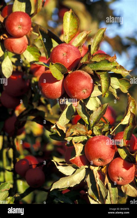 Apple Tree in Orchard Stock Photo - Alamy