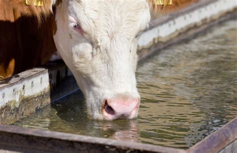 To keep your livestock water trough cleaner longer, and your livestock ...