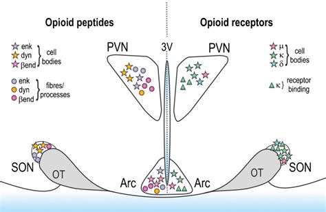 Anatomical distribution of opioid peptides and receptors in the... | Download Scientific Diagram