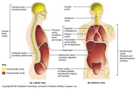 Dorsal Body Cavity {Body Cavities} Diagram | Quizlet