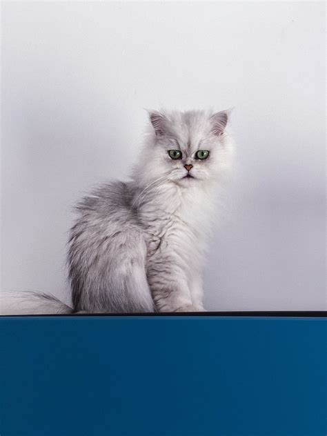 Cat White Background Photos, Download The BEST Free Cat White ...