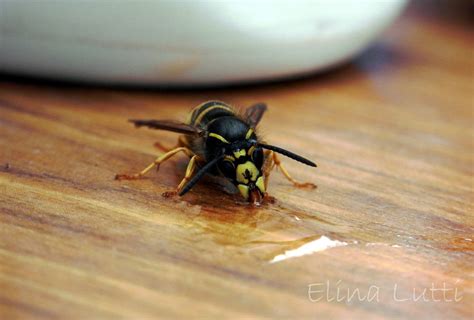 Wasp eating honey by GodisKanin on DeviantArt