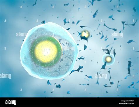 3d Single human egg cell on blue background Stock Photo - Alamy