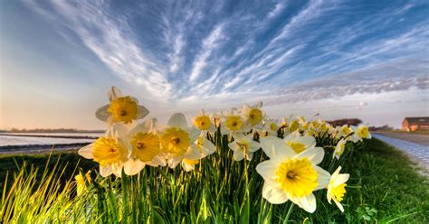 Free download Download Narcissus Flowers Near River Wallpaper [1920x1005] for your Desktop ...