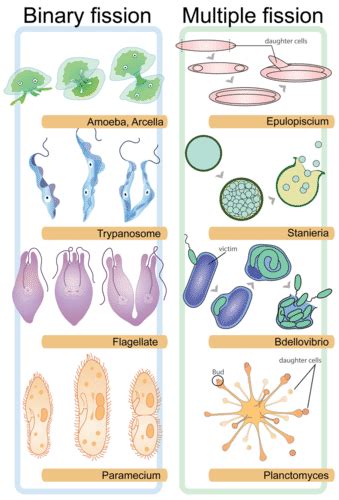 Asexual vs. Sexual Reproduction ( Read ) | Biology | CK-12 Foundation