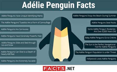 Adélie Penguin Facts: Lifespan, Habitat, Diet & More - Facts.net