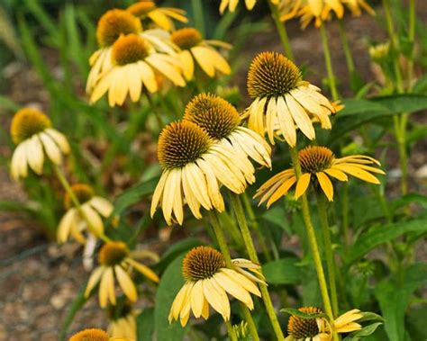 Echinacea 'Harvest Moon' (Coneflower) | Harvest moon, Echinacea ...