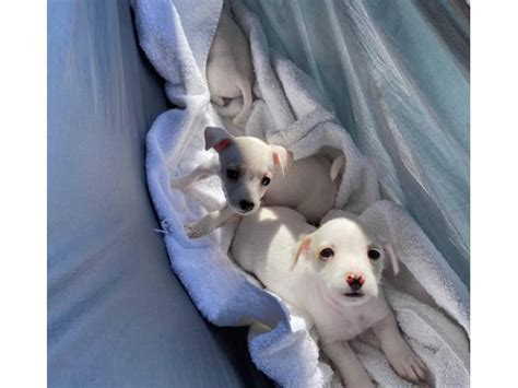 3 Cute Jack Chi Puppies Sacramento - Puppies for Sale Near Me