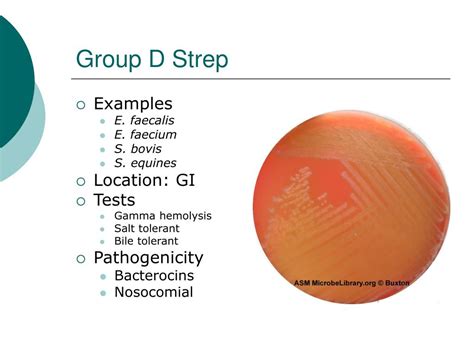 PPT - Streptococcus PowerPoint Presentation, free download - ID:765884